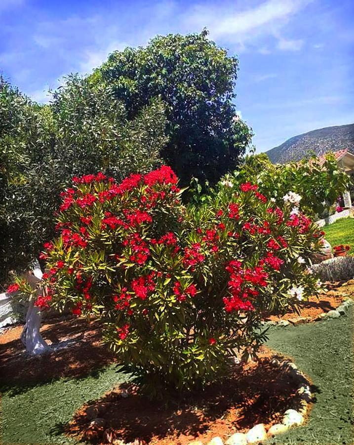 Villa Aelia - A Peaceful And Private Place 아르고스톨리온 외부 사진